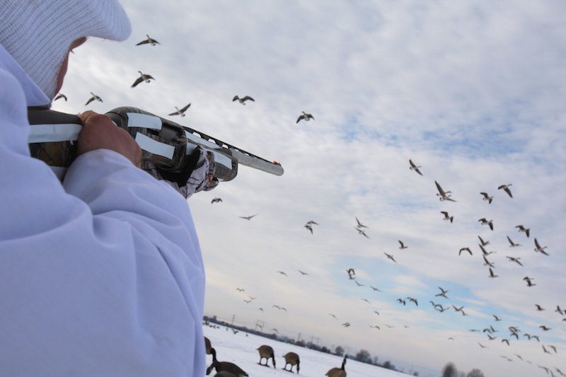 Top Sweden Goose Hunting Locations