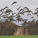 Top Guided Sweden Goose Hunting