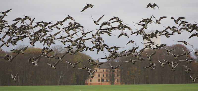 Top Guided Sweden Goose Hunting