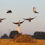 Best Sweden Waterfowl Hunting Tours