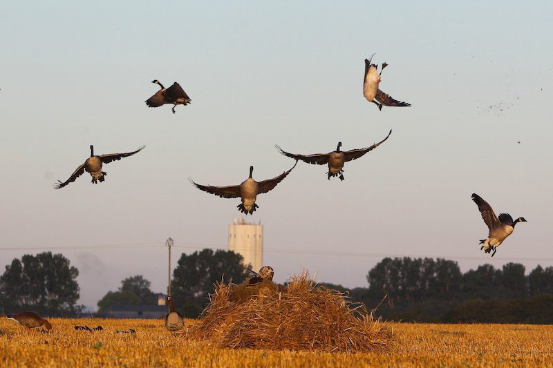 sweden-goose-hunting-ea9f3800-1-1