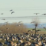 Top Sweden Waterfowl Hunting Locations