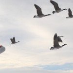 Sweden Goose Hunting Trips