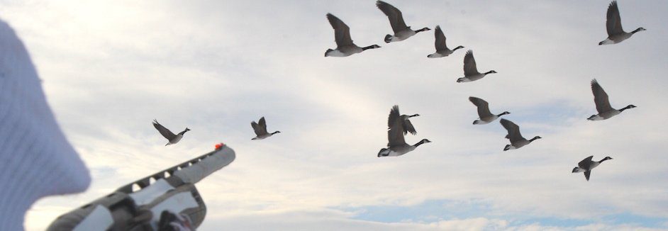Sweden Goose Hunting Trips
