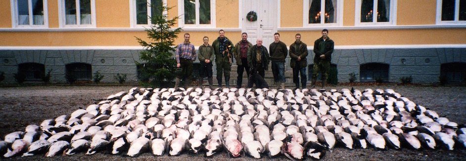 GetDucks.com Sweden Goose Hunting