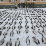 Sweden Waterfowl Hunting Limits