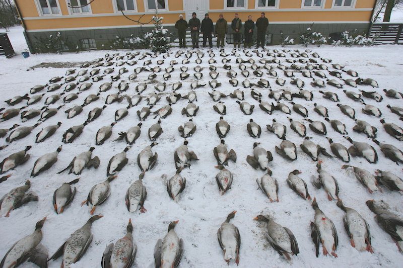 Sweden Waterfowl Hunting Limits