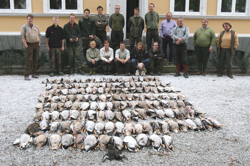 sweden duck hunting