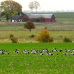 Sweden Waterfowl Hunting Images