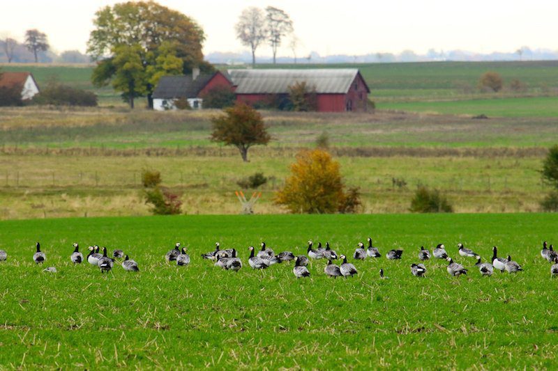 Sweden Waterfowl Hunting Images