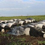 Sweden Waterfowl Hunting Trips