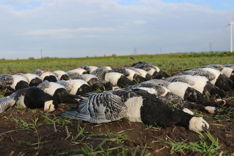 Sweden Waterfowl Hunting Trips