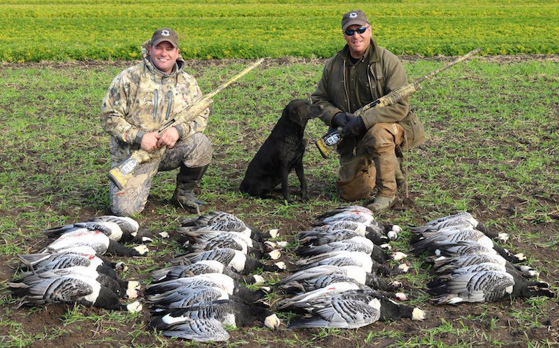 sweden goose hunting
