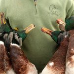 Goose Hunting in Sweden Species