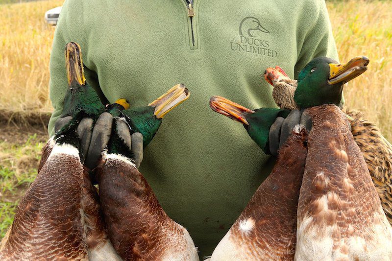 Goose Hunting in Sweden Species