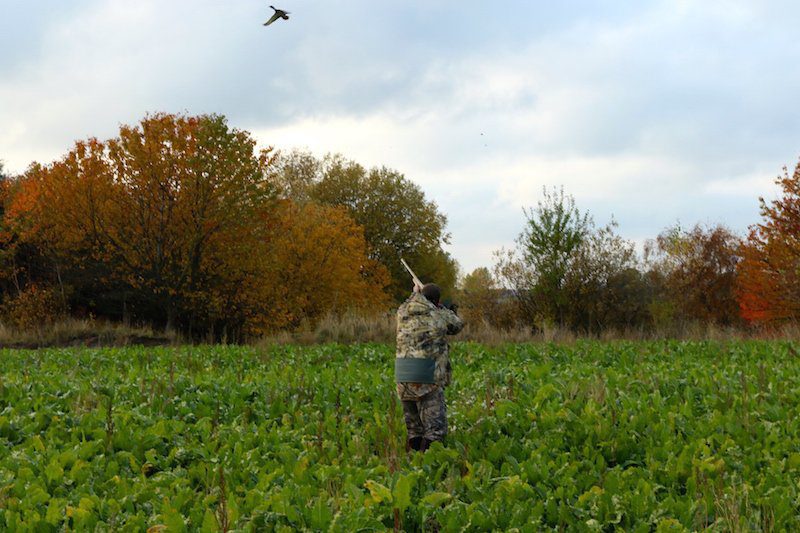 Goose Hunting in Sweden Bag Limits