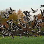 Top Sweden Goose Hunting Trips