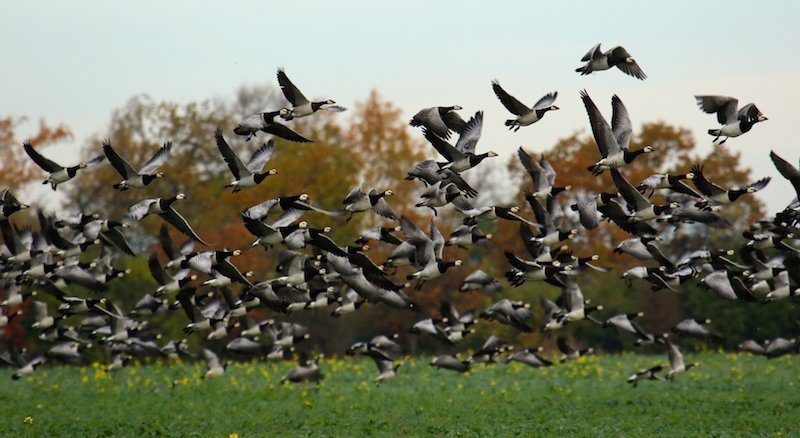 goose hunting in sweden