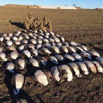 Sweden Guided Goose Hunting