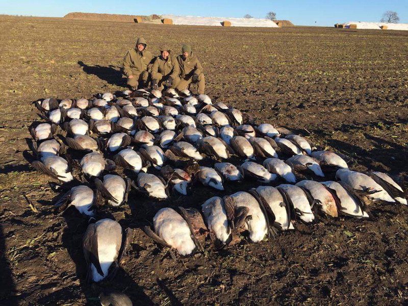 Sweden Guided Goose Hunting