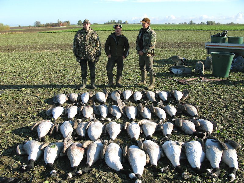 Sweden Goose Hunting Photos