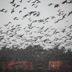 Best Sweden Goose Hunting
