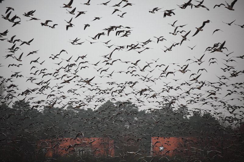 Best Sweden Goose Hunting