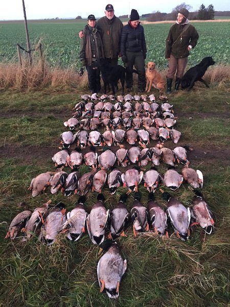 Sweden Goose Hunting Expeditions