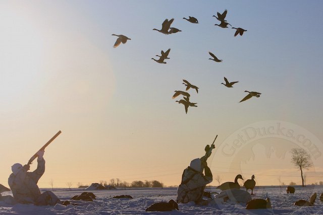 Swedish Goose Hunting
