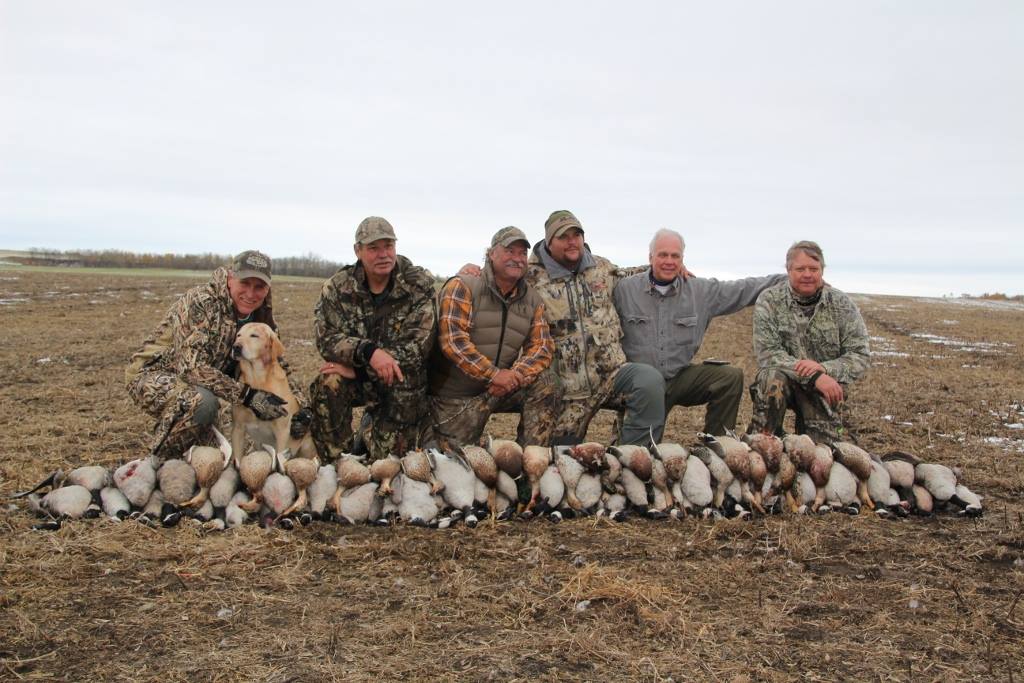 canada goose guided hunts canada goose guided hunts