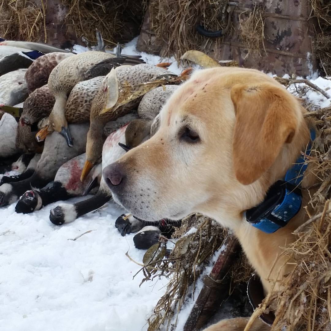 GUIDED CANADA DUCK AND GOOSE HUNTING Ramsey Russell's