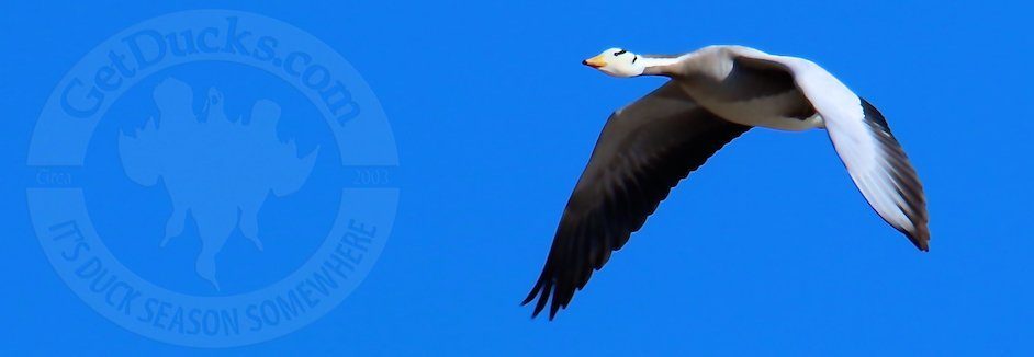 Mongolia Bar Headed Goose Hunting