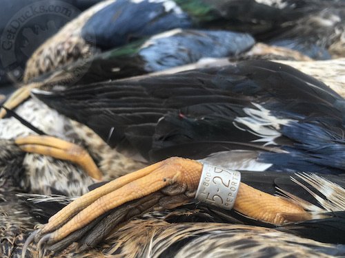 blue winged teal hunts