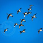 Eurasian Wigeon Duck Hunting Mongolia