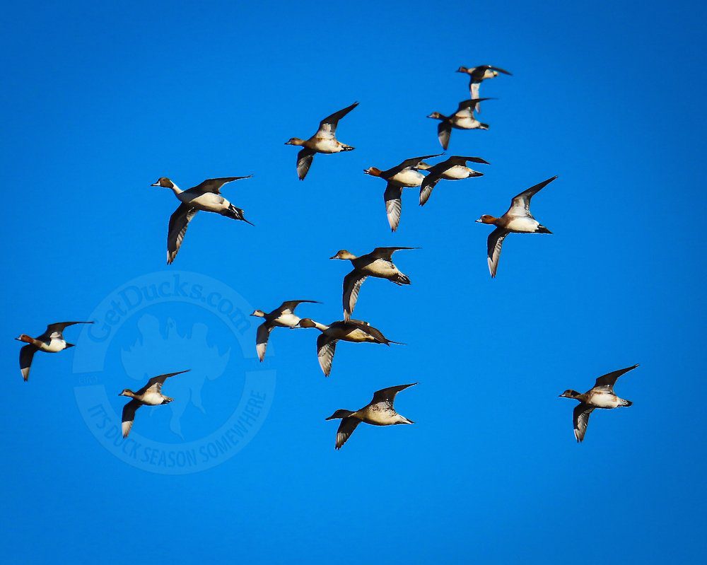 Eurasian Wigeon Duck Hunting Mongolia