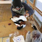 Mongolia Duck Hunt Cleaning