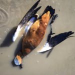 Best Mongolia Duck Hunt