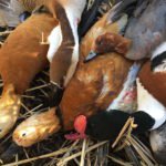 Top Rated Mongolia Duck Hunting
