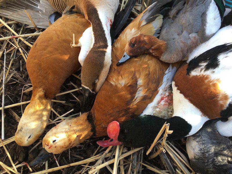 Top Rated Mongolia Duck Hunting