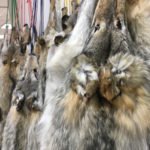 Mongolia Waterfowl Hunting Wildlife