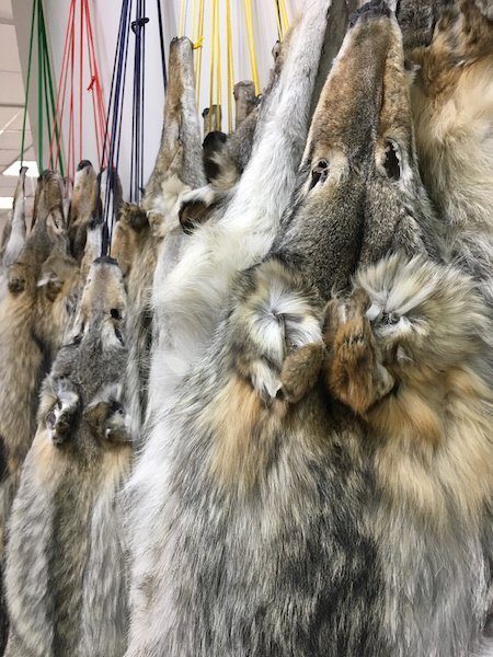 Mongolia Waterfowl Hunting Wildlife