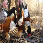 Mongolia Duck Hunting Habitats
