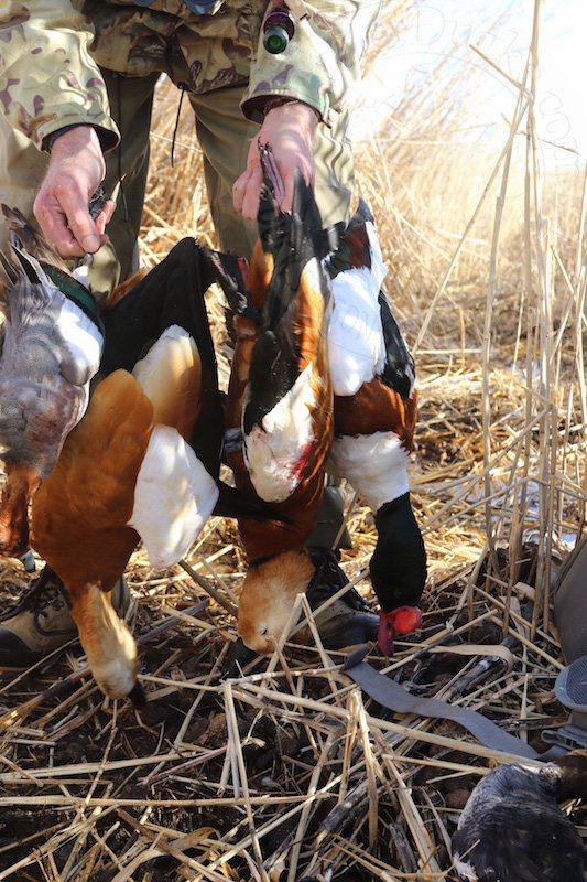 mongolia duck hunts