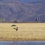 Mongolia Duck Hunting