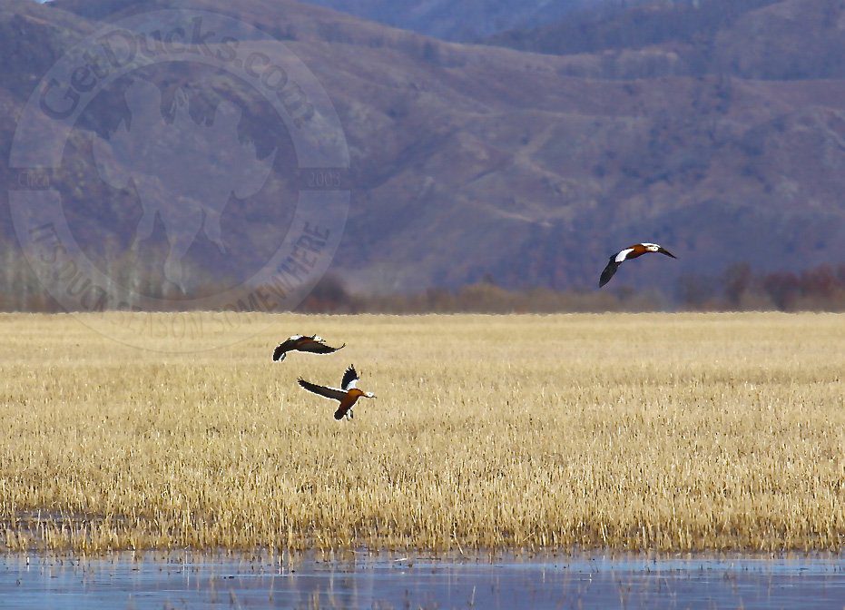 Mongolia Duck Hunting Species