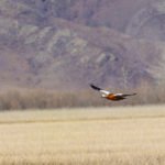 Ruddy Shelduck Mongolia Duck Hunting