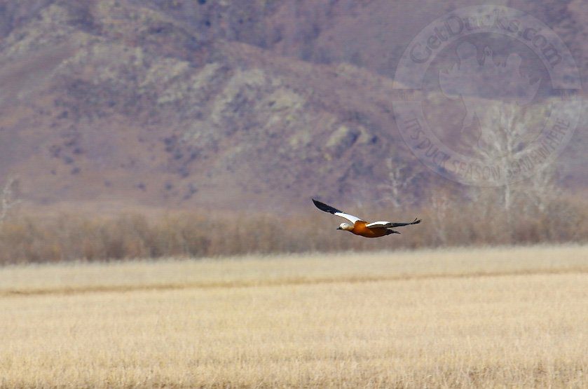 ruddy shelduck hunting mongolia