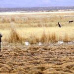 Mongolia Goose Hunting