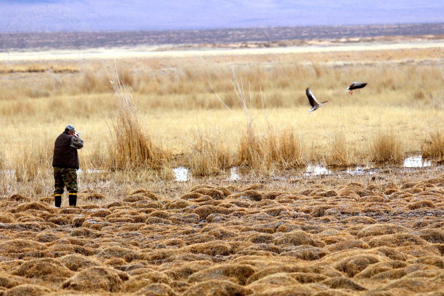 Mongolia Waterfowl Hunting