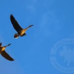 Mongolia Goose Hunting Adventures